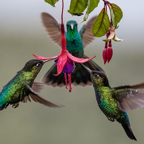 cloud-forest-1-to-3-days-q1