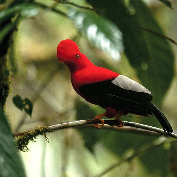 cloud-forest-1-to-3-days-q2